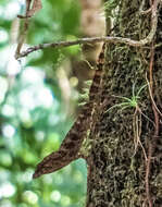 Imagem de Anolis gundlachi Peters 1877