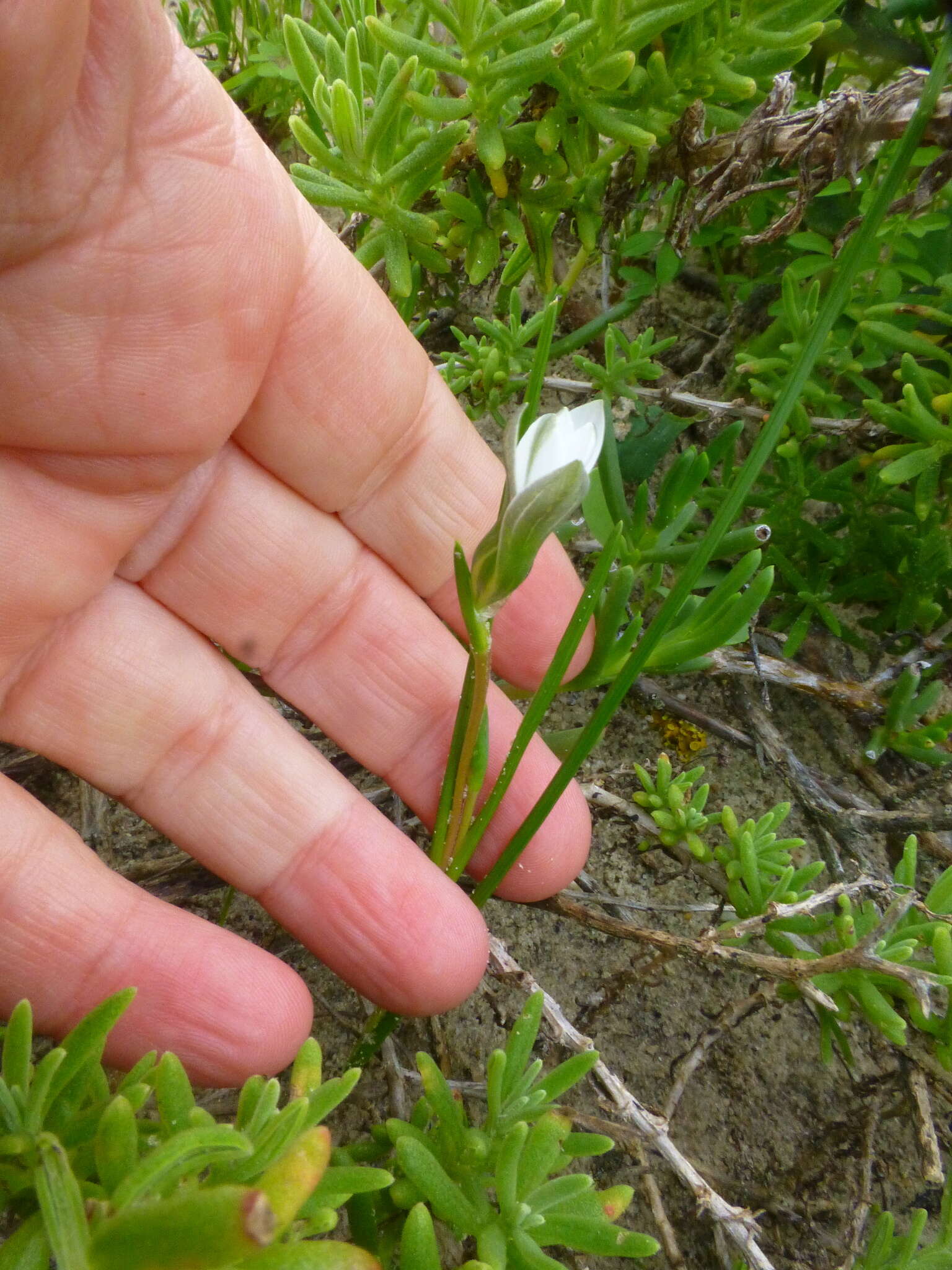 Image of Romulea flava var. flava