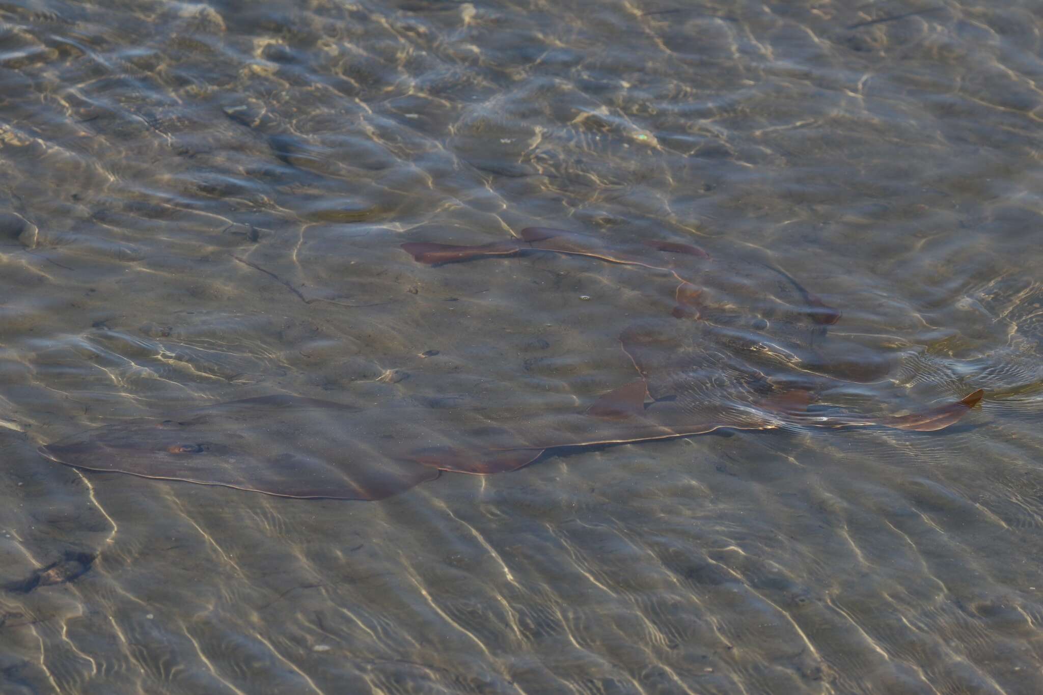 Image of Guitarfish