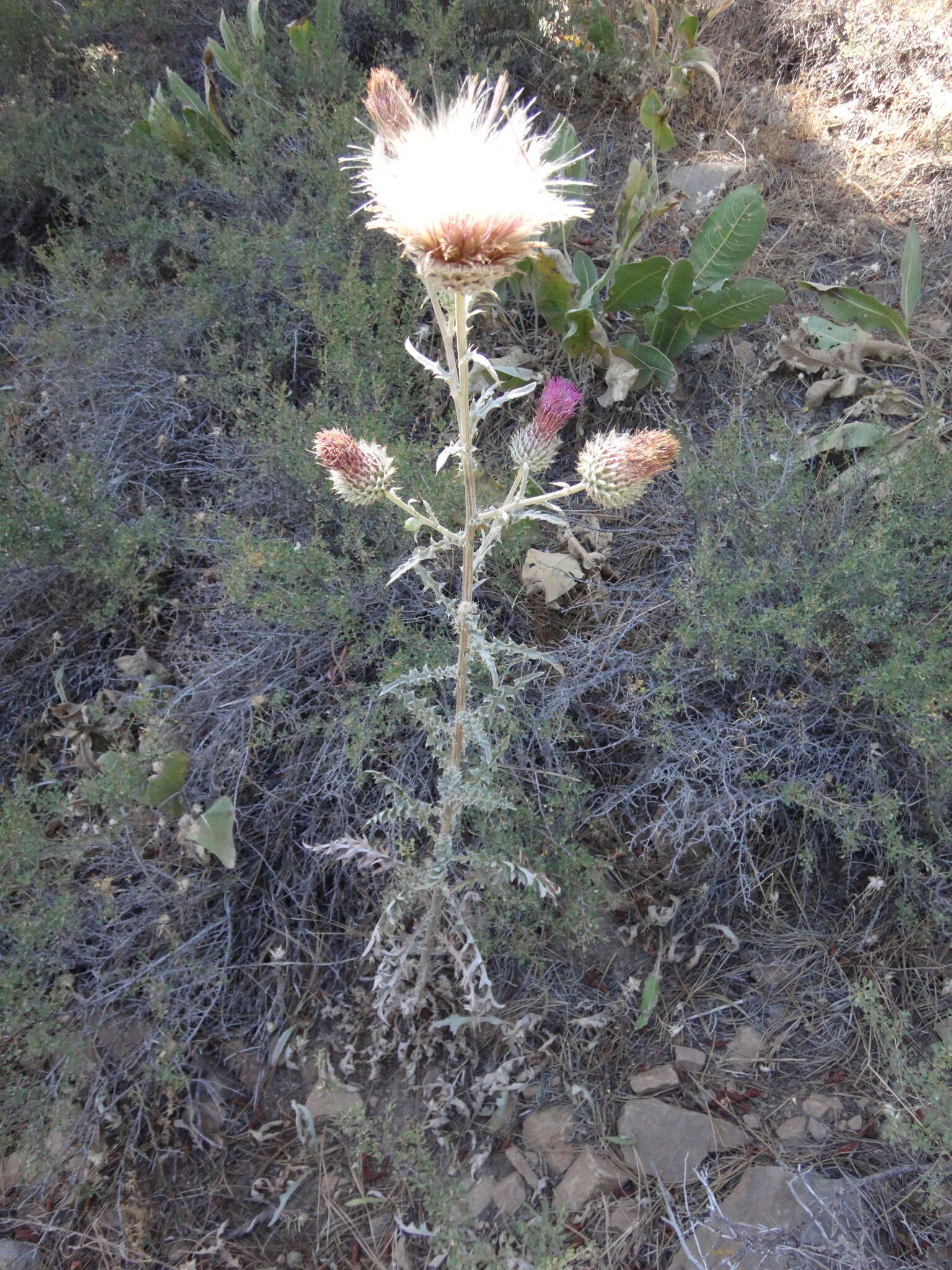 Imagem de Cirsium occidentale var. occidentale