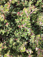 Слика од Arctostaphylos pumila Nutt.