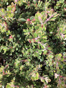 Image of sandmat manzanita