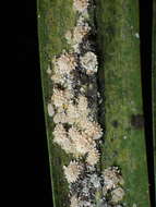 Image of Buff coconut mealybug