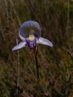 Image of Early blue Disa