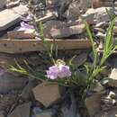 Image of White River beardtongue