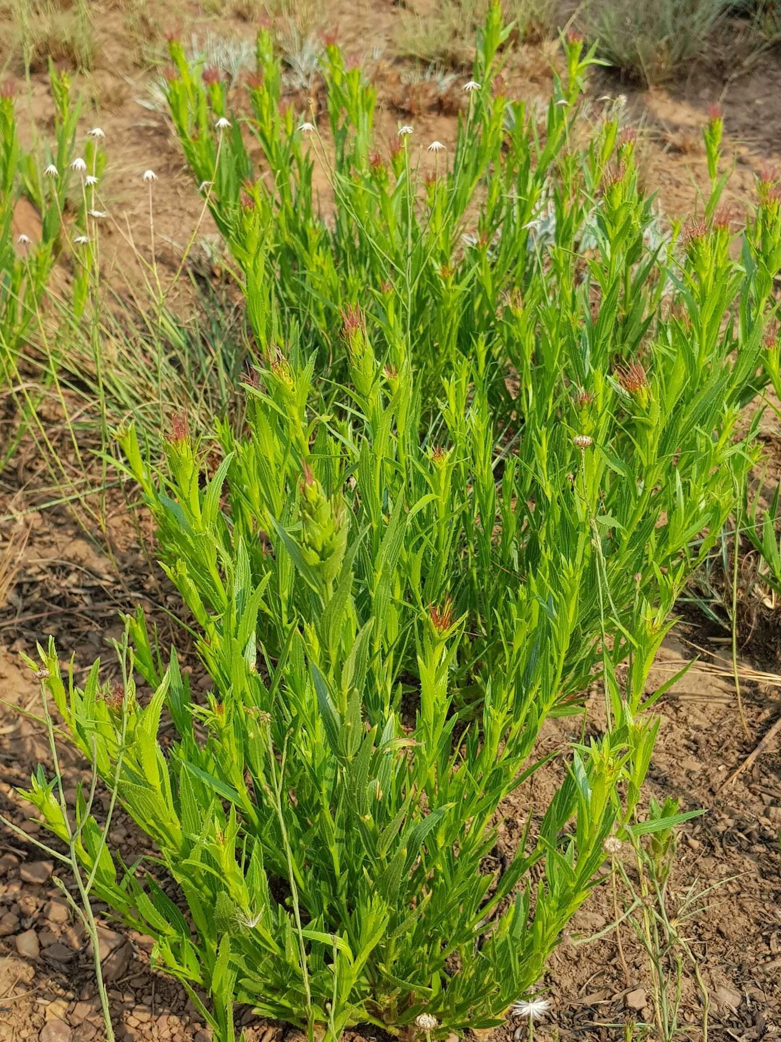 Image de Acalypha caperonioides Baill.