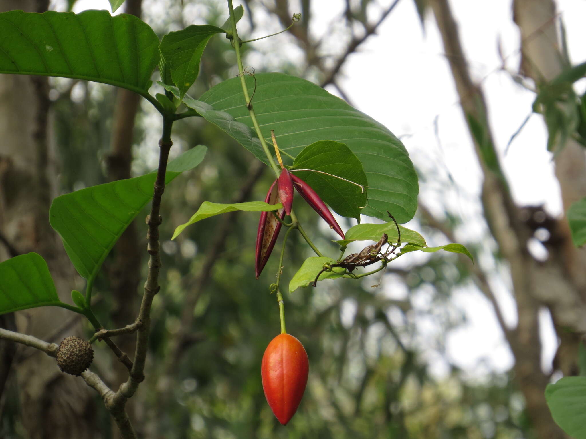 Image of Adenia heterophylla (Bl.) Koord.