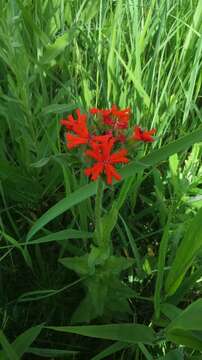 صورة Silene chalcedonica (L.) E. H. L. Krause