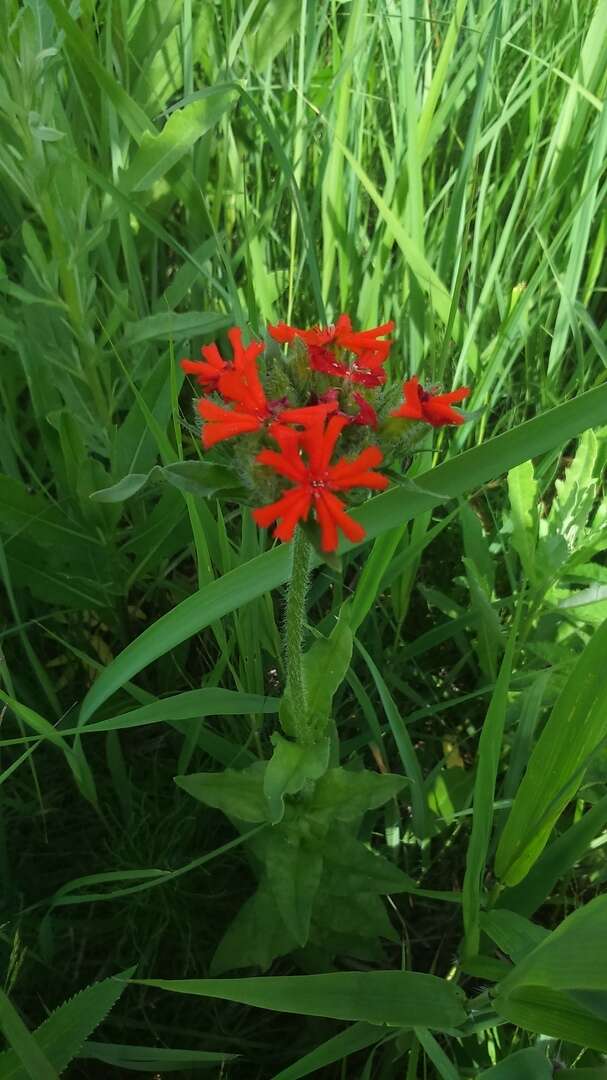 صورة Silene chalcedonica (L.) E. H. L. Krause