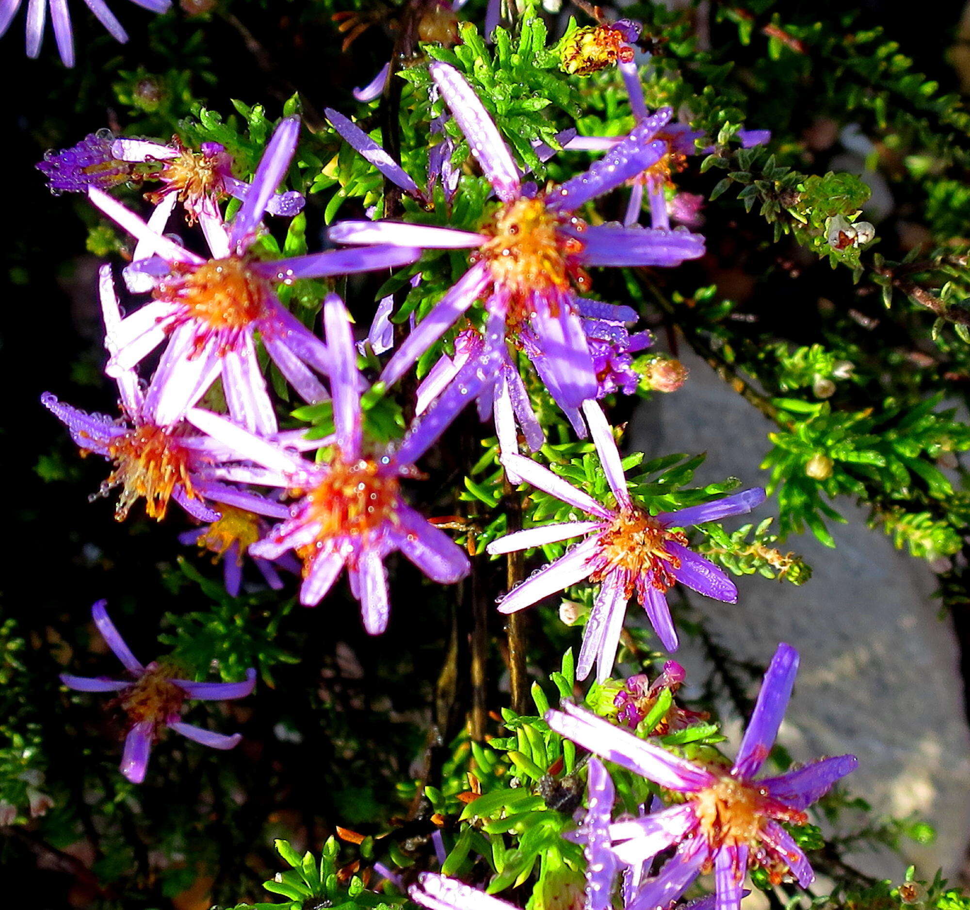 Image de Felicia filifolia subsp. filifolia