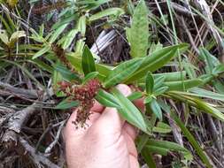 Image de Veronica pubescens subsp. pubescens