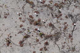 Image de Drosera eneabba N. Marchant & Lowrie