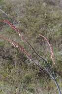 Image of Gasteria obliqua (Aiton) Duval