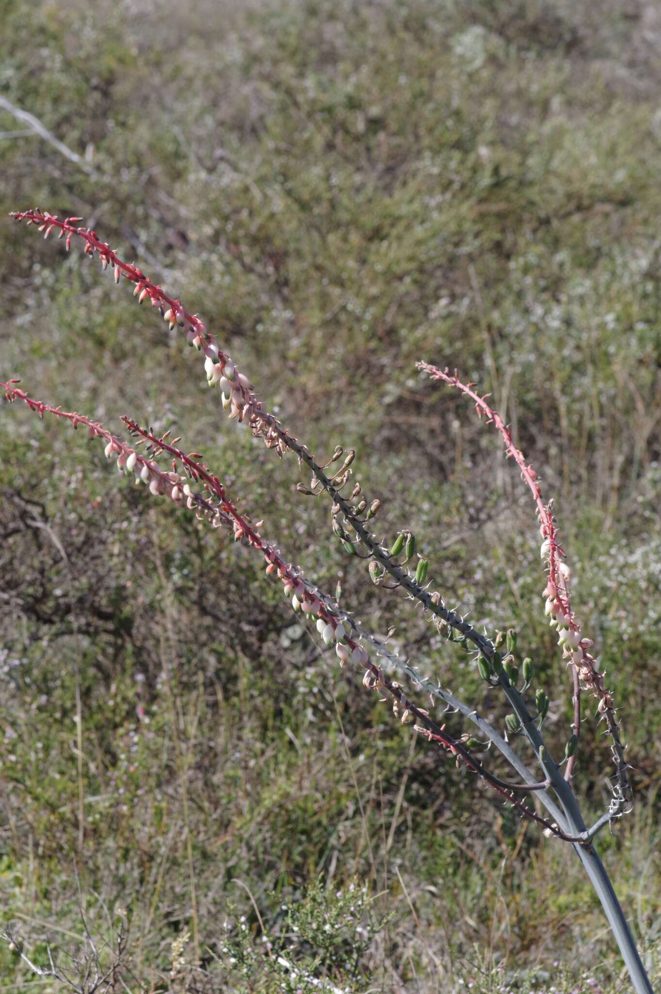 Image of Gasteria obliqua (Aiton) Duval