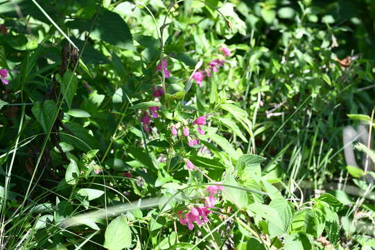 Imagem de Trichostema purpusii Brandegee