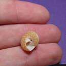 Image of Tampa Bay Top Snail