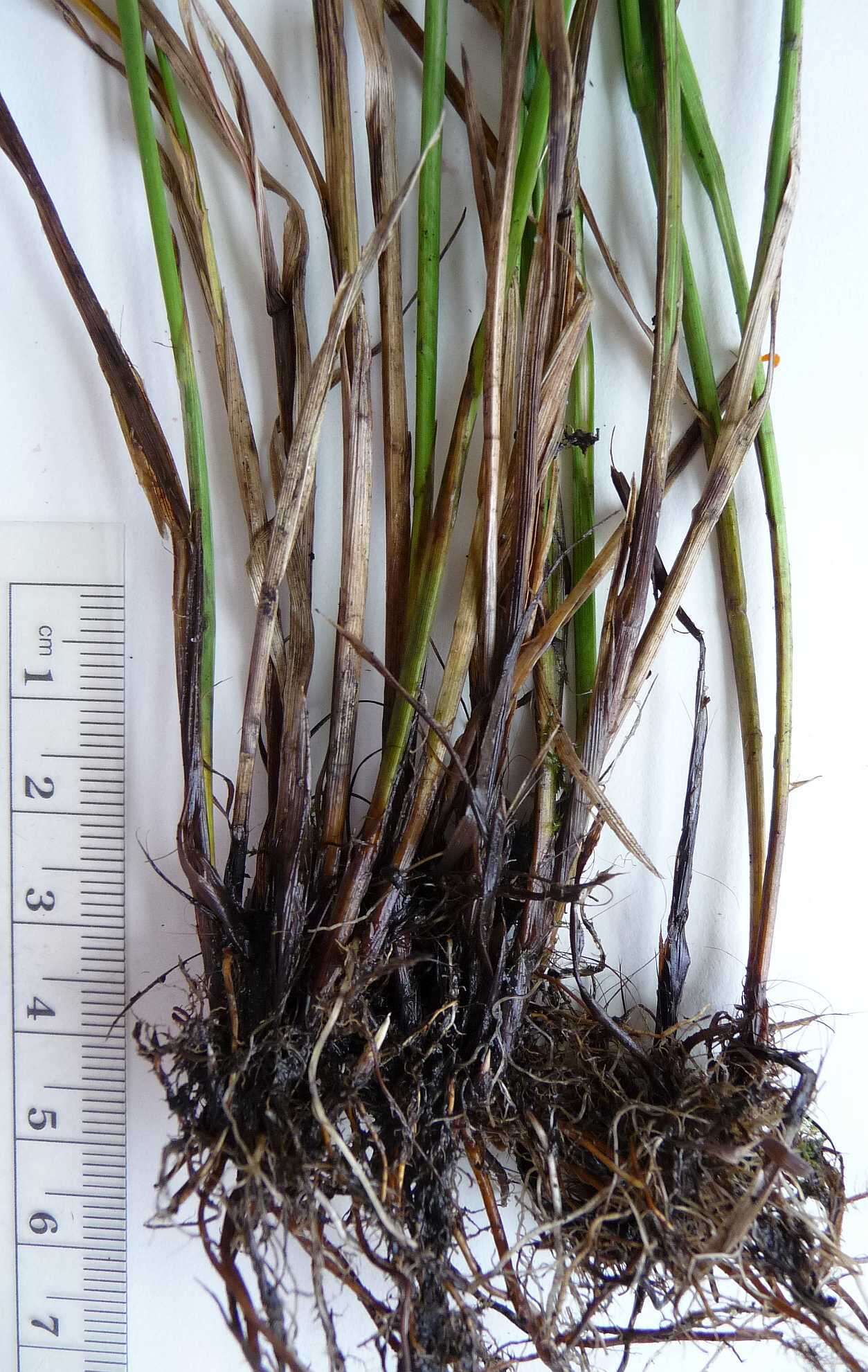 Image of quill sedge