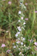 Image of Italian viper's bugloss