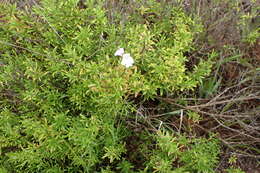 Image of Apalachicola false rosemary