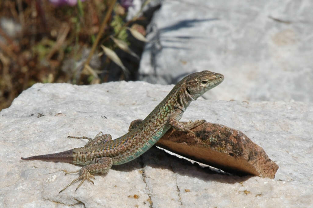 Image of Podarcis erhardii mykonensis (Werner 1933)