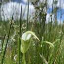 Image of Sickle greenhood