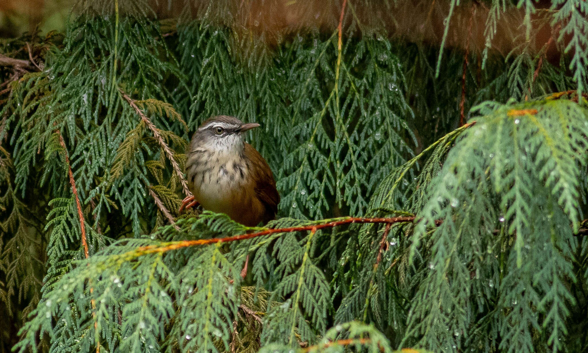 Image of Hill Prinia