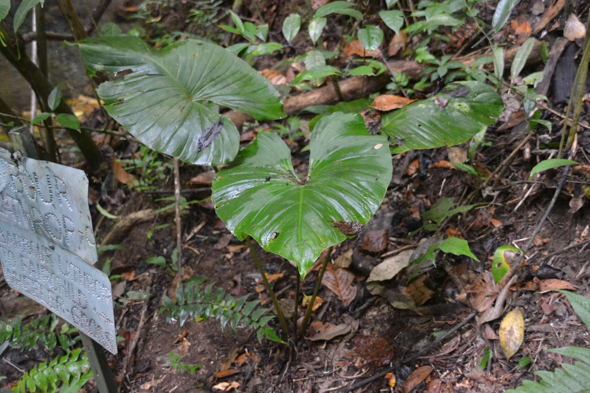 Image of Adelonema wendlandii (Schott) S. Y. Wong & Croat