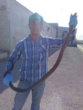 Image of Central American Indigo Snake