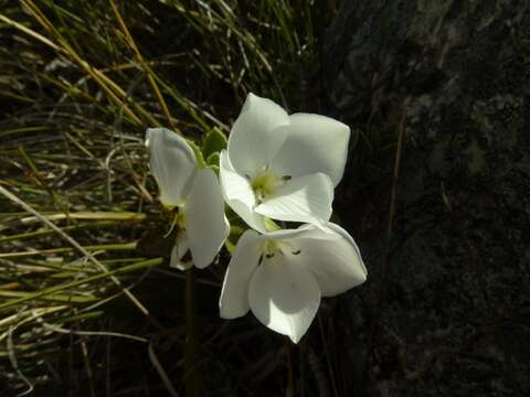 Image of <i>Veronica <i>macrantha</i></i> var. macrantha