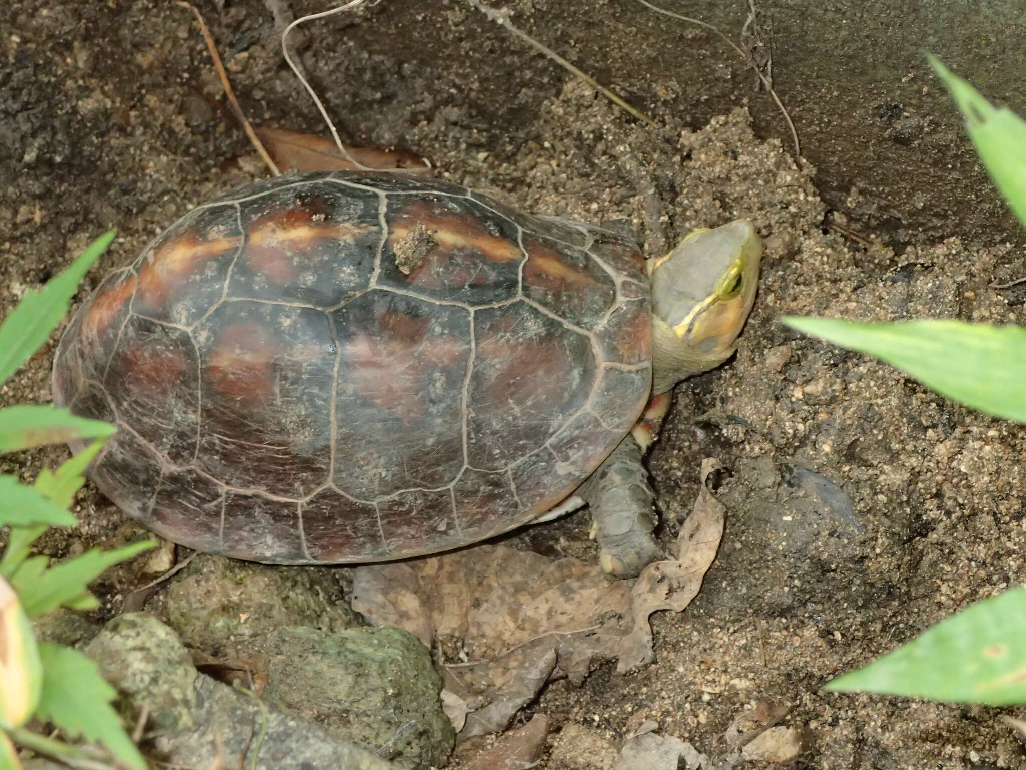 Image of Cuora flavomarginata evelynae Ernst & Lovich 1990