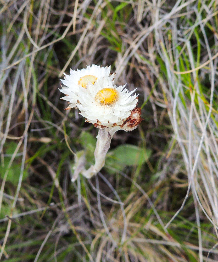 Image of Helichrysum albobrunneum S. Moore