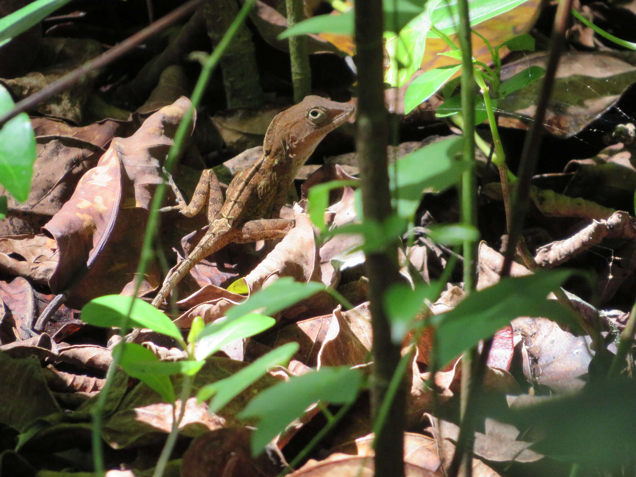 Image of Anolis hispaniolae Köhler, Zimmer, Mcgrath & Hedges 2019