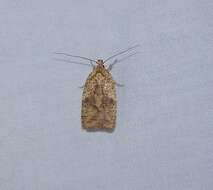 Image of Thelma's Agonopterix