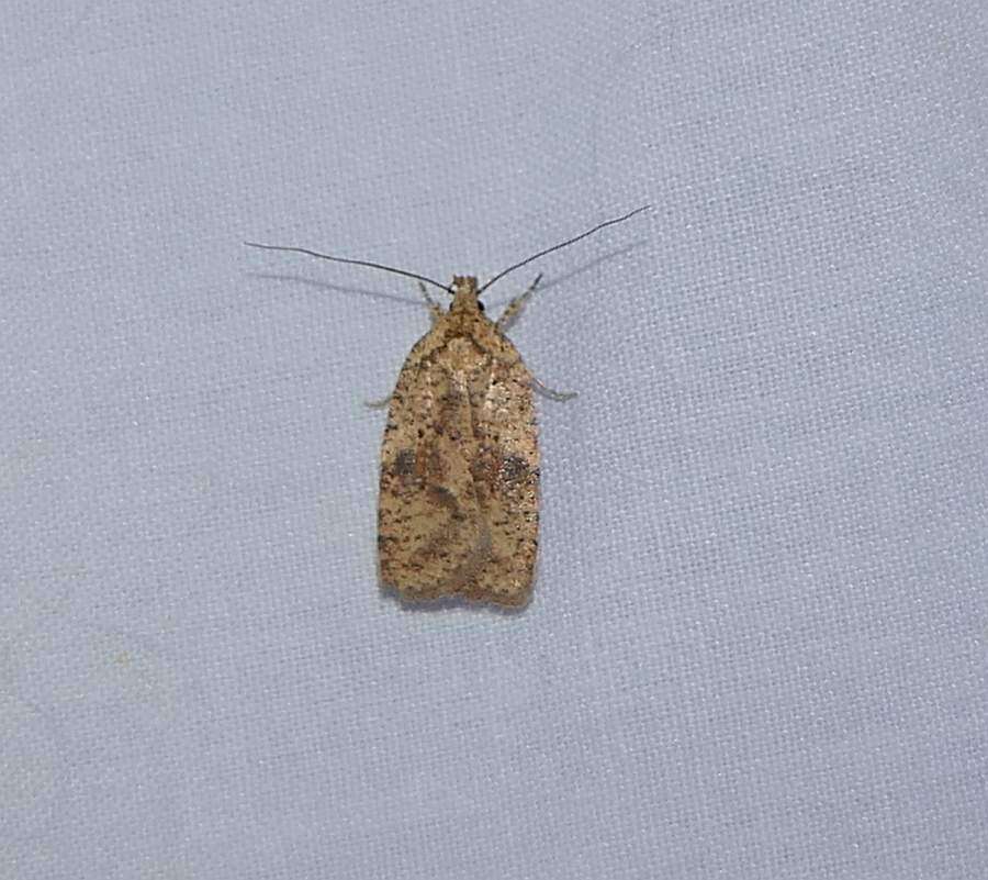 Image of Thelma's Agonopterix