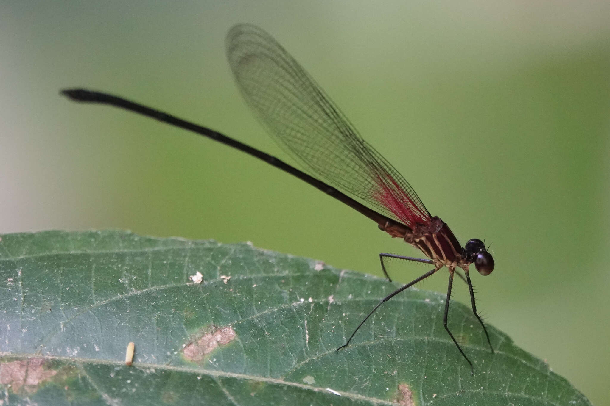 Image of Hetaerina fuscoguttata Selys 1878