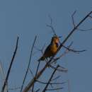 Imagem de Macronyx capensis stabilior