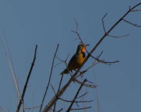 Image of Macronyx capensis stabilior