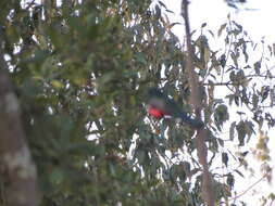 Image of Mountain Trogon