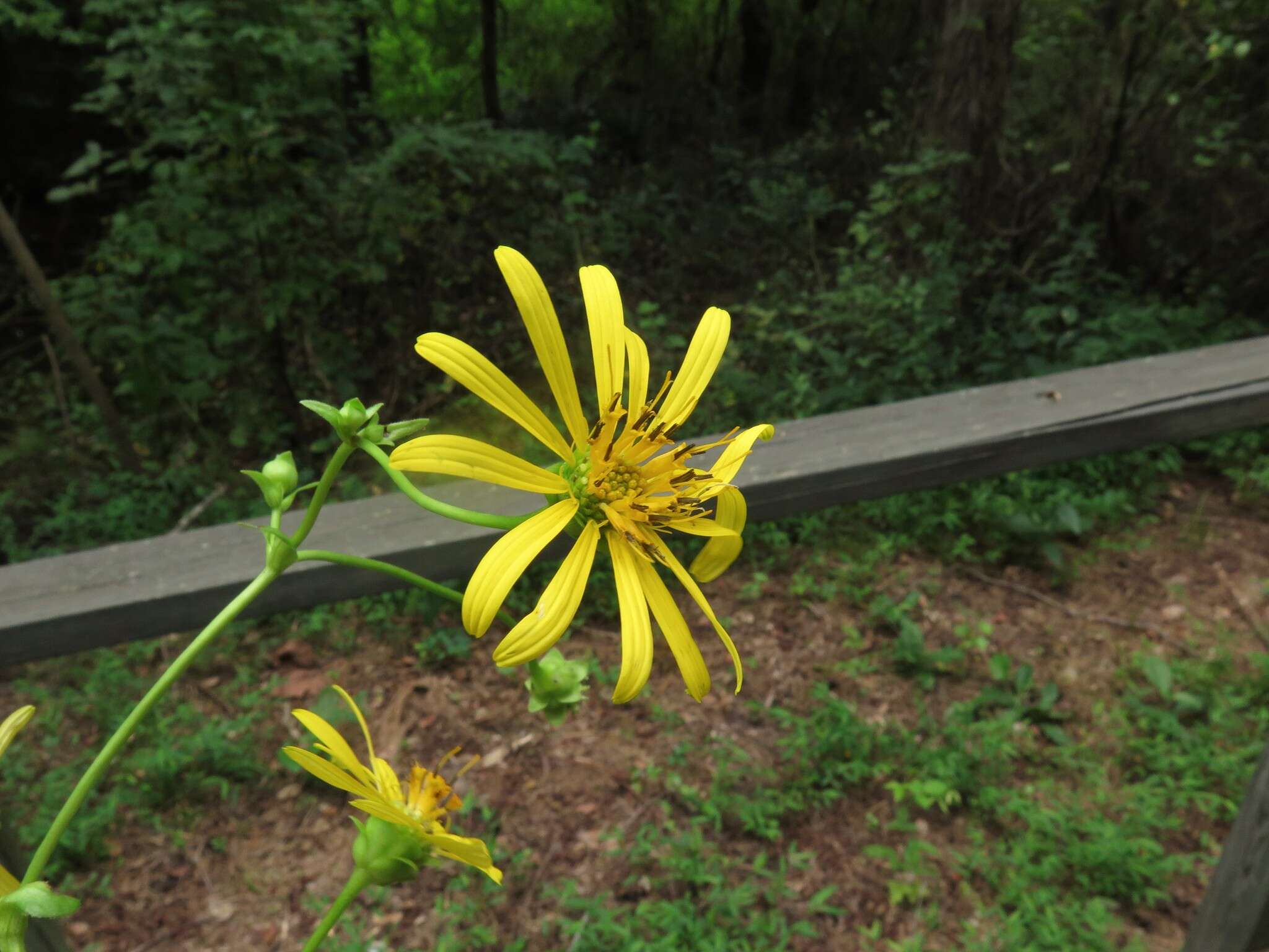 <i>Silphium <i>perfoliatum</i></i> var. perfoliatum resmi