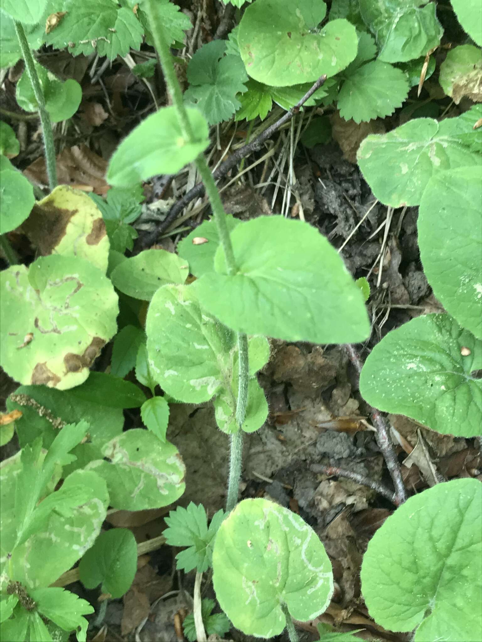 Imagem de Doronicum pardalianches L.