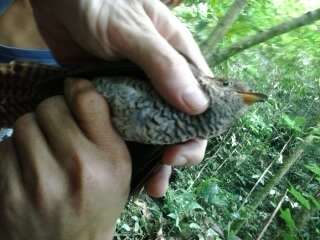 Image of Brush Cuckoo