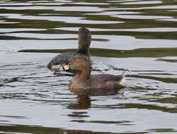 Image of Podilymbus podiceps antarcticus (Lesson & PA 1842)