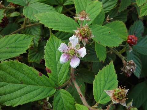 Image of Rubus sprengelii Weihe