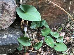 Image of Arisarum simorrhinum Durieu