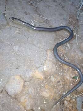 Image of Yacupoi Worm Lizard