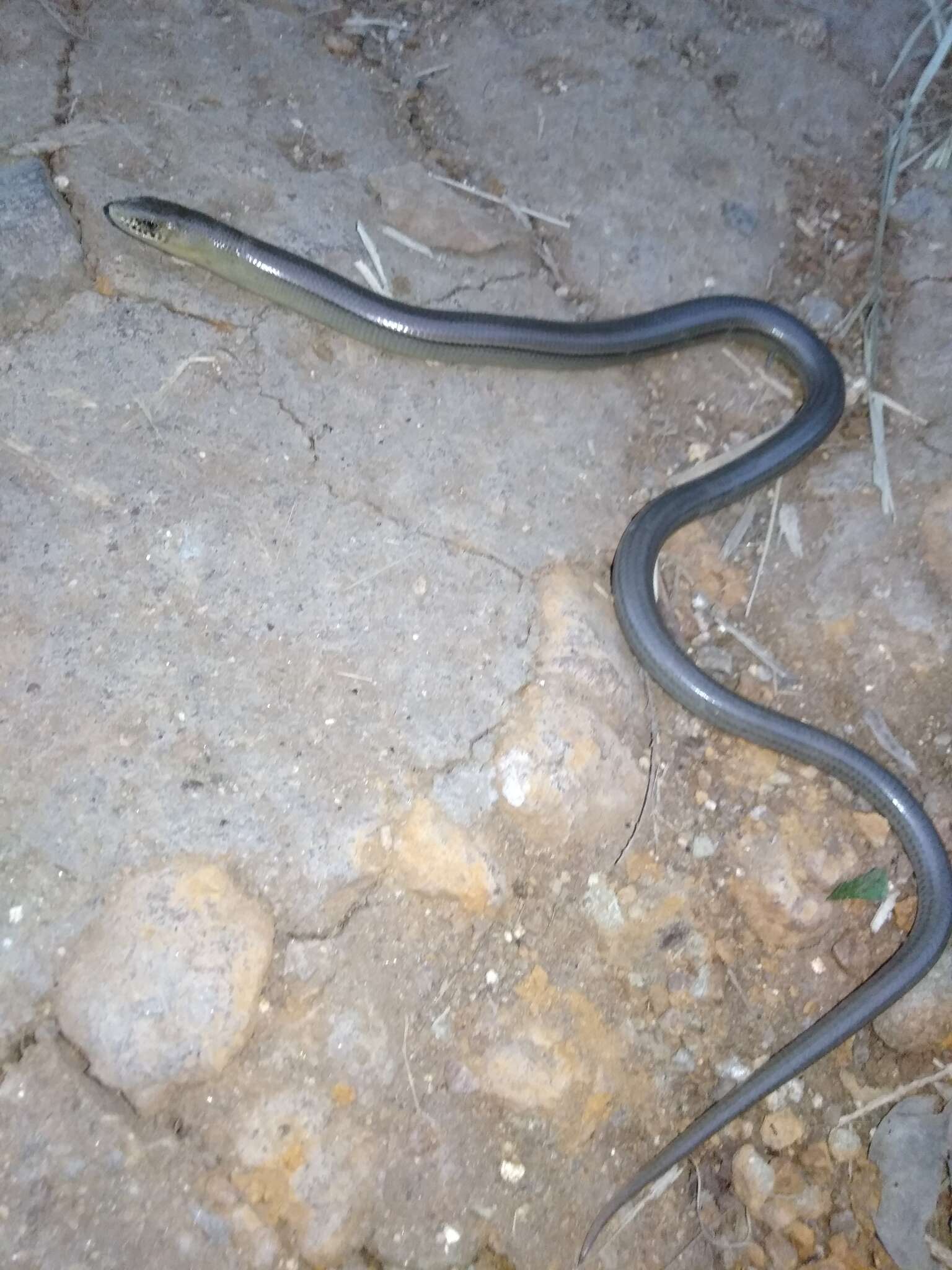 Image of Yacupoi Worm Lizard