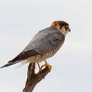 Image of Falco chicquera horsbrughi Gunning & Roberts 1911