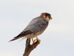 Image of Falco chicquera horsbrughi Gunning & Roberts 1911