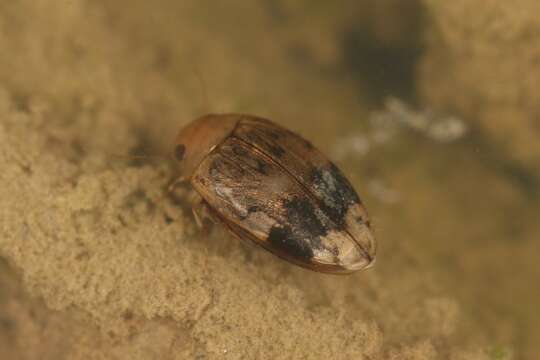 صورة Laccophilus fasciatus Aubé 1838