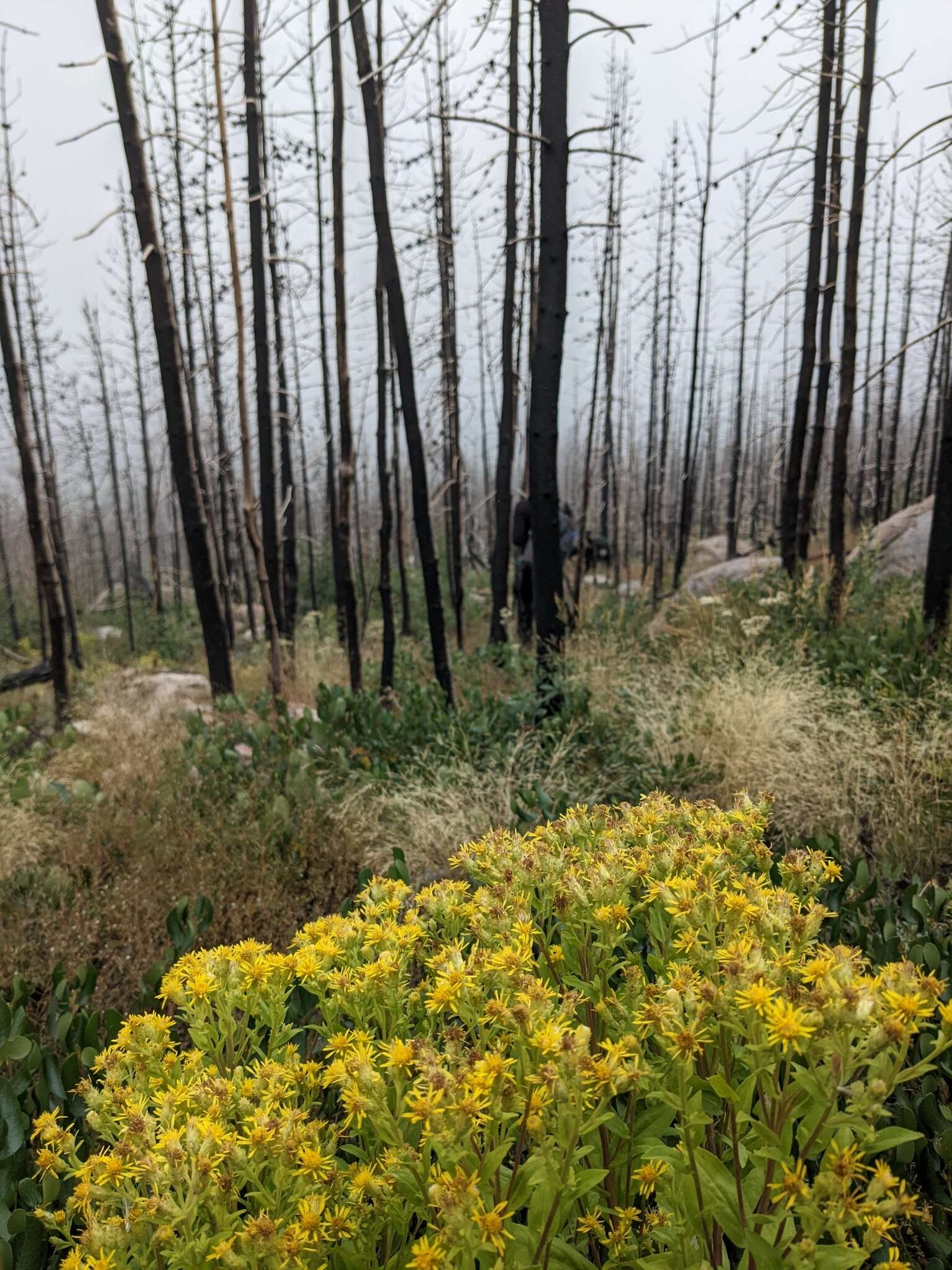 Image of Parry's goldenrod